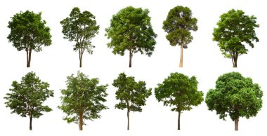 İzole edilmiş yeşil ağaç kümesi beyaz bir arkaplanda yer almaktadır. İzole edilmiş yeşil ağaç kümesi beyaz zemin üzerinde tropikal ağaçta toplanmaktadır.