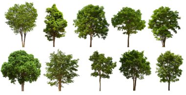 İzole edilmiş yeşil ağaç kümesi beyaz bir arkaplanda yer almaktadır. İzole edilmiş yeşil ağaç kümesi beyaz zemin üzerinde tropikal ağaçta toplanmaktadır.