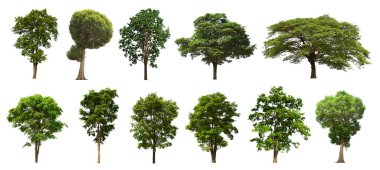 İzole edilmiş yeşil ağaç kümesi beyaz bir arkaplanda yer almaktadır. İzole edilmiş yeşil ağaç kümesi beyaz zemin üzerinde tropikal ağaçta toplanmaktadır.