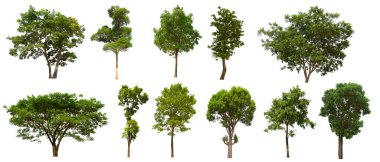 İzole edilmiş yeşil ağaç kümesi beyaz bir arkaplanda yer almaktadır. İzole edilmiş yeşil ağaç kümesi beyaz zemin üzerinde tropikal ağaçta toplanmaktadır.