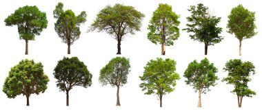 İzole edilmiş yeşil ağaç kümesi beyaz bir arkaplanda yer almaktadır. İzole edilmiş yeşil ağaç kümesi beyaz zemin üzerinde tropikal ağaçta toplanmaktadır.
