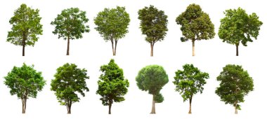 İzole edilmiş yeşil ağaç kümesi beyaz bir arkaplanda yer almaktadır. İzole edilmiş yeşil ağaç kümesi beyaz zemin üzerinde tropikal ağaçta toplanmaktadır.