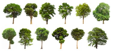 İzole edilmiş yeşil ağaç kümesi beyaz bir arkaplanda yer almaktadır. İzole edilmiş yeşil ağaç kümesi beyaz zemin üzerinde tropikal ağaçta toplanmaktadır.