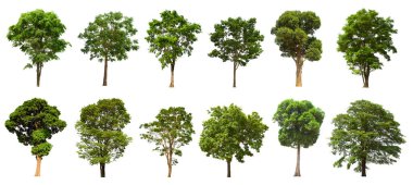 İzole edilmiş yeşil ağaç kümesi beyaz bir arkaplanda yer almaktadır. İzole edilmiş yeşil ağaç kümesi beyaz zemin üzerinde tropikal ağaçta toplanmaktadır.