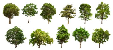 İzole edilmiş yeşil ağaç kümesi beyaz bir arkaplanda yer almaktadır. İzole edilmiş yeşil ağaç kümesi beyaz zemin üzerinde tropikal ağaçta toplanmaktadır.