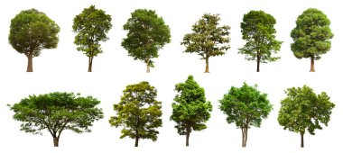 İzole edilmiş yeşil ağaç kümesi beyaz bir arkaplanda yer almaktadır. İzole edilmiş yeşil ağaç kümesi beyaz zemin üzerinde tropikal ağaçta toplanmaktadır.