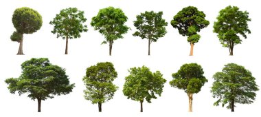 İzole edilmiş yeşil ağaç kümesi beyaz bir arkaplanda yer almaktadır. İzole edilmiş yeşil ağaç kümesi beyaz zemin üzerinde tropikal ağaçta toplanmaktadır.