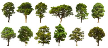 İzole edilmiş yeşil ağaç kümesi beyaz bir arkaplanda yer almaktadır. İzole edilmiş yeşil ağaç kümesi beyaz zemin üzerinde tropikal ağaçta toplanmaktadır.