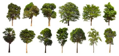 İzole edilmiş yeşil ağaç kümesi beyaz bir arkaplanda yer almaktadır. İzole edilmiş yeşil ağaç kümesi beyaz zemin üzerinde tropikal ağaçta toplanmaktadır.