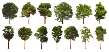 İzole edilmiş yeşil ağaç kümesi beyaz bir arkaplanda yer almaktadır. İzole edilmiş yeşil ağaç kümesi beyaz zemin üzerinde tropikal ağaçta toplanmaktadır.