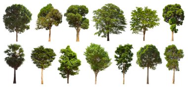 İzole edilmiş yeşil ağaç kümesi beyaz bir arkaplanda yer almaktadır. İzole edilmiş yeşil ağaç kümesi beyaz zemin üzerinde tropikal ağaçta toplanmaktadır.