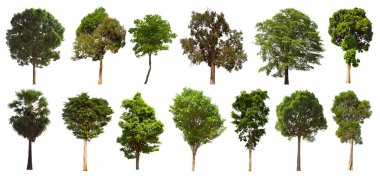 İzole edilmiş yeşil ağaç kümesi beyaz bir arkaplanda yer almaktadır. İzole edilmiş yeşil ağaç kümesi beyaz zemin üzerinde tropikal ağaçta toplanmaktadır.