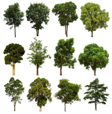 İzole edilmiş yeşil ağaç kümesi beyaz bir arkaplanda yer almaktadır. İzole edilmiş yeşil ağaç kümesi beyaz zemin üzerinde tropikal ağaçta toplanmaktadır.