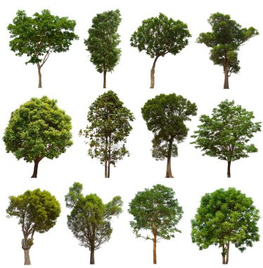 İzole edilmiş yeşil ağaç kümesi beyaz bir arkaplanda yer almaktadır. İzole edilmiş yeşil ağaç kümesi beyaz zemin üzerinde tropikal ağaçta toplanmaktadır.