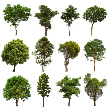 İzole edilmiş yeşil ağaç kümesi beyaz bir arkaplanda yer almaktadır. İzole edilmiş yeşil ağaç kümesi beyaz zemin üzerinde tropikal ağaçta toplanmaktadır.