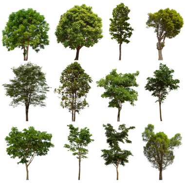 İzole edilmiş yeşil ağaç kümesi beyaz bir arkaplanda yer almaktadır. İzole edilmiş yeşil ağaç kümesi beyaz zemin üzerinde tropikal ağaçta toplanmaktadır.