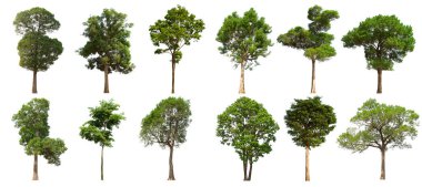 İzole edilmiş yeşil ağaç kümesi beyaz bir arkaplanda yer almaktadır. İzole edilmiş yeşil ağaç kümesi beyaz zemin üzerinde tropikal ağaçta toplanmaktadır.