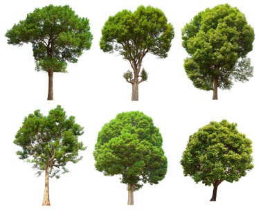 İzole edilmiş yeşil ağaç kümesi beyaz bir arkaplanda yer almaktadır. İzole edilmiş yeşil ağaç kümesi beyaz zemin üzerinde tropikal ağaçta toplanmaktadır.