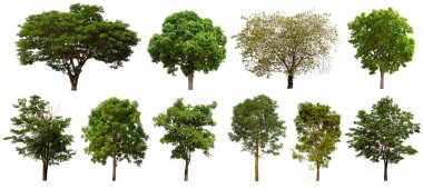 İzole edilmiş yeşil ağaç kümesi beyaz bir arkaplanda yer almaktadır. İzole edilmiş yeşil ağaç kümesi beyaz zemin üzerinde tropikal ağaçta toplanmaktadır.