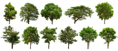 İzole edilmiş yeşil ağaç kümesi beyaz bir arkaplanda yer almaktadır. İzole edilmiş yeşil ağaç kümesi beyaz zemin üzerinde tropikal ağaçta toplanmaktadır.