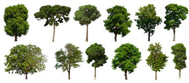 İzole edilmiş yeşil ağaç kümesi beyaz bir arkaplanda yer almaktadır. İzole edilmiş yeşil ağaç kümesi beyaz zemin üzerinde tropikal ağaçta toplanmaktadır.