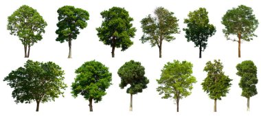 İzole edilmiş yeşil ağaç kümesi beyaz bir arkaplanda yer almaktadır. İzole edilmiş yeşil ağaç kümesi beyaz zemin üzerinde tropikal ağaçta toplanmaktadır.