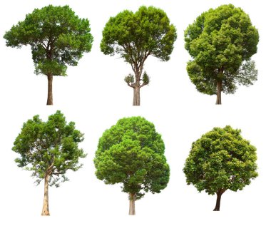 İzole edilmiş yeşil ağaç kümesi beyaz bir arkaplanda yer almaktadır. İzole edilmiş yeşil ağaç kümesi beyaz zemin üzerinde tropikal ağaçta toplanmaktadır.