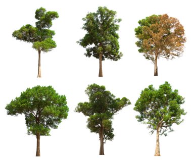 İzole edilmiş yeşil ağaç kümesi beyaz bir arkaplanda yer almaktadır. İzole edilmiş yeşil ağaç kümesi beyaz zemin üzerinde tropikal ağaçta toplanmaktadır.