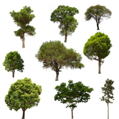 İzole edilmiş yeşil ağaç kümesi beyaz bir arkaplanda yer almaktadır. İzole edilmiş yeşil ağaç kümesi beyaz zemin üzerinde tropikal ağaçta toplanmaktadır.