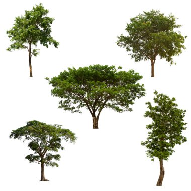 İzole edilmiş yeşil ağaç kümesi beyaz bir arkaplanda yer almaktadır. İzole edilmiş yeşil ağaç kümesi beyaz zemin üzerinde tropikal ağaçta toplanmaktadır.