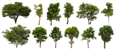 İzole edilmiş yeşil ağaç kümesi beyaz bir arkaplanda yer almaktadır. İzole edilmiş yeşil ağaç kümesi beyaz zemin üzerinde tropikal ağaçta toplanmaktadır.