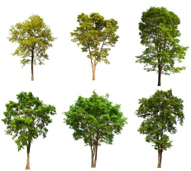 İzole edilmiş yeşil ağaç kümesi beyaz bir arkaplanda yer almaktadır. İzole edilmiş yeşil ağaç kümesi beyaz zemin üzerinde tropikal ağaçta toplanmaktadır.