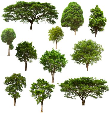 İzole edilmiş yeşil ağaç kümesi beyaz bir arkaplanda yer almaktadır. İzole edilmiş yeşil ağaç kümesi beyaz zemin üzerinde tropikal ağaçta toplanmaktadır.