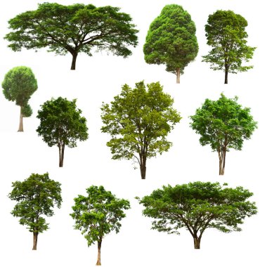 İzole edilmiş yeşil ağaç kümesi beyaz bir arkaplanda yer almaktadır. İzole edilmiş yeşil ağaç kümesi beyaz zemin üzerinde tropikal ağaçta toplanmaktadır.