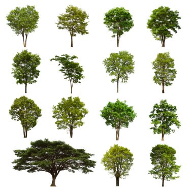 İzole edilmiş yeşil ağaç kümesi beyaz bir arkaplanda yer almaktadır. İzole edilmiş yeşil ağaç kümesi beyaz zemin üzerinde tropikal ağaçta toplanmaktadır.