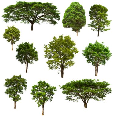 İzole edilmiş yeşil ağaç kümesi beyaz bir arkaplanda yer almaktadır. İzole edilmiş yeşil ağaç kümesi beyaz zemin üzerinde tropikal ağaçta toplanmaktadır.