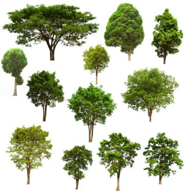 İzole edilmiş yeşil ağaç kümesi beyaz bir arkaplanda yer almaktadır. İzole edilmiş yeşil ağaç kümesi beyaz zemin üzerinde tropikal ağaçta toplanmaktadır.