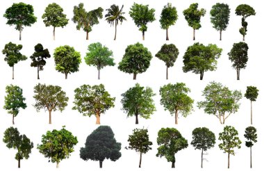 İzole edilmiş yeşil ağaç kümesi beyaz bir arkaplanda yer almaktadır. İzole edilmiş yeşil ağaç kümesi beyaz zemin üzerinde tropikal ağaçta toplanmaktadır.