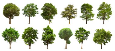 İzole edilmiş yeşil ağaç kümesi beyaz bir arkaplanda yer almaktadır. İzole edilmiş yeşil ağaç kümesi beyaz zemin üzerinde tropikal ağaçta toplanmaktadır.