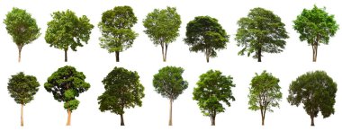 İzole edilmiş yeşil ağaç kümesi beyaz bir arkaplanda yer almaktadır. İzole edilmiş yeşil ağaç kümesi beyaz zemin üzerinde tropikal ağaçta toplanmaktadır.