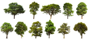 İzole edilmiş yeşil ağaç kümesi beyaz bir arkaplanda yer almaktadır. İzole edilmiş yeşil ağaç kümesi beyaz zemin üzerinde tropikal ağaçta toplanmaktadır.