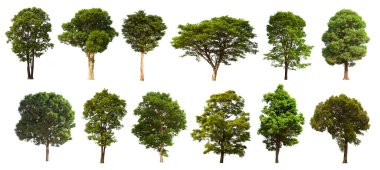 İzole edilmiş yeşil ağaç kümesi beyaz bir arkaplanda yer almaktadır. İzole edilmiş yeşil ağaç kümesi beyaz zemin üzerinde tropikal ağaçta toplanmaktadır.