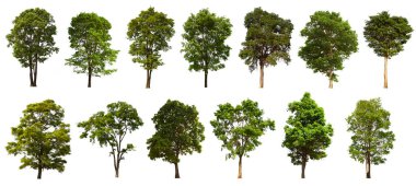 İzole edilmiş yeşil ağaç kümesi beyaz bir arkaplanda yer almaktadır. İzole edilmiş yeşil ağaç kümesi beyaz zemin üzerinde tropikal ağaçta toplanmaktadır.