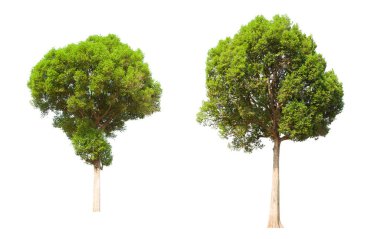 İzole edilmiş yeşil ağaç kümesi beyaz bir arkaplanda yer almaktadır. İzole edilmiş yeşil ağaç kümesi beyaz zemin üzerinde tropikal ağaçta toplanmaktadır.