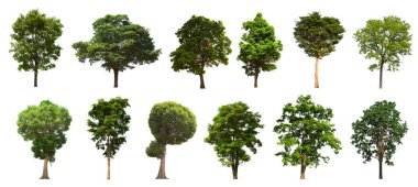 İzole edilmiş ağaç yeşili beyaz arkaplanda yer almaktadır. Beyaz arkaplanda izole edilmiş ağaç koleksiyonu