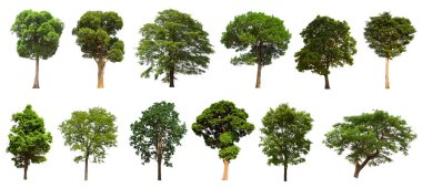 İzole edilmiş ağaç yeşili beyaz arkaplanda yer almaktadır. Beyaz arkaplanda izole edilmiş ağaç koleksiyonu