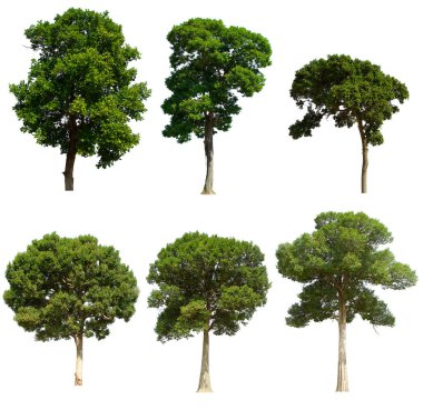 İzole edilmiş ağaç yeşili beyaz arkaplanda yer almaktadır. Beyaz arkaplanda izole edilmiş ağaç koleksiyonu