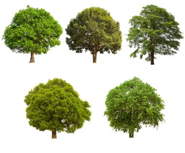 İzole edilmiş ağaç yeşili beyaz arkaplanda yer almaktadır. Beyaz arkaplanda izole edilmiş ağaç koleksiyonu