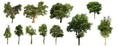 İzole edilmiş ağaç yeşili beyaz arkaplanda yer almaktadır. Beyaz arkaplanda izole edilmiş ağaç koleksiyonu