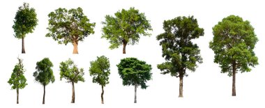 İzole edilmiş ağaç yeşili beyaz arkaplanda yer almaktadır. Beyaz arkaplanda izole edilmiş ağaç koleksiyonu